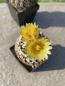 Preview: Copiapoa hypogaea